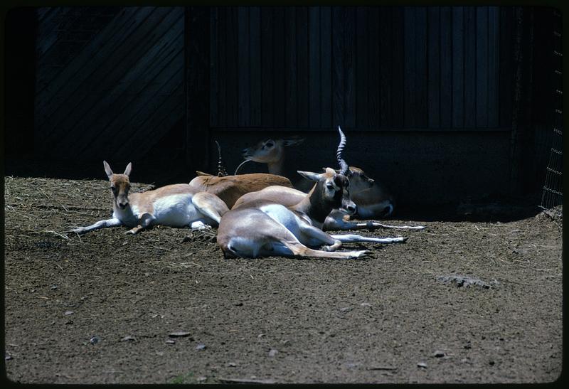 Several antelopes lying down