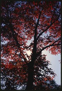 Tree with red leaves
