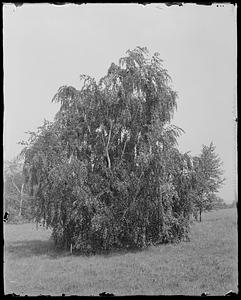 Betula weeping birch