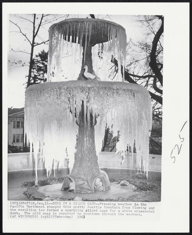 Bird in a Gilded Cage--Freezing weather in the Pacific Northwest stopped this pretty Seattle fountain from flowing and the resulting ice formed a sparkling gilded cage for a white ornamental duck. The cold snap is expected to continue through the weekend.