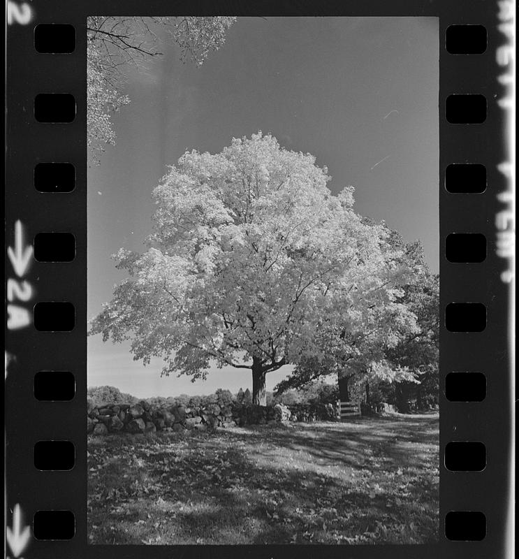 Atkinson Common foliage - Digital Commonwealth