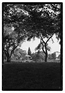 Trees, bridge in background