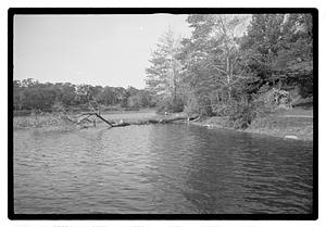 Uprooted tree in body of water