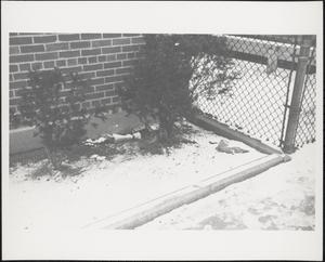 Litter among hedges