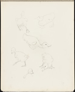 Sketches of ducklings
