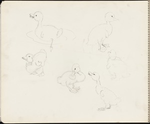Sketches of ducklings