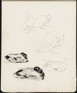 Sketches of ducks