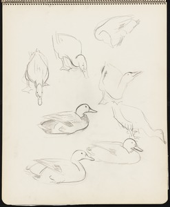 Sketches of ducks