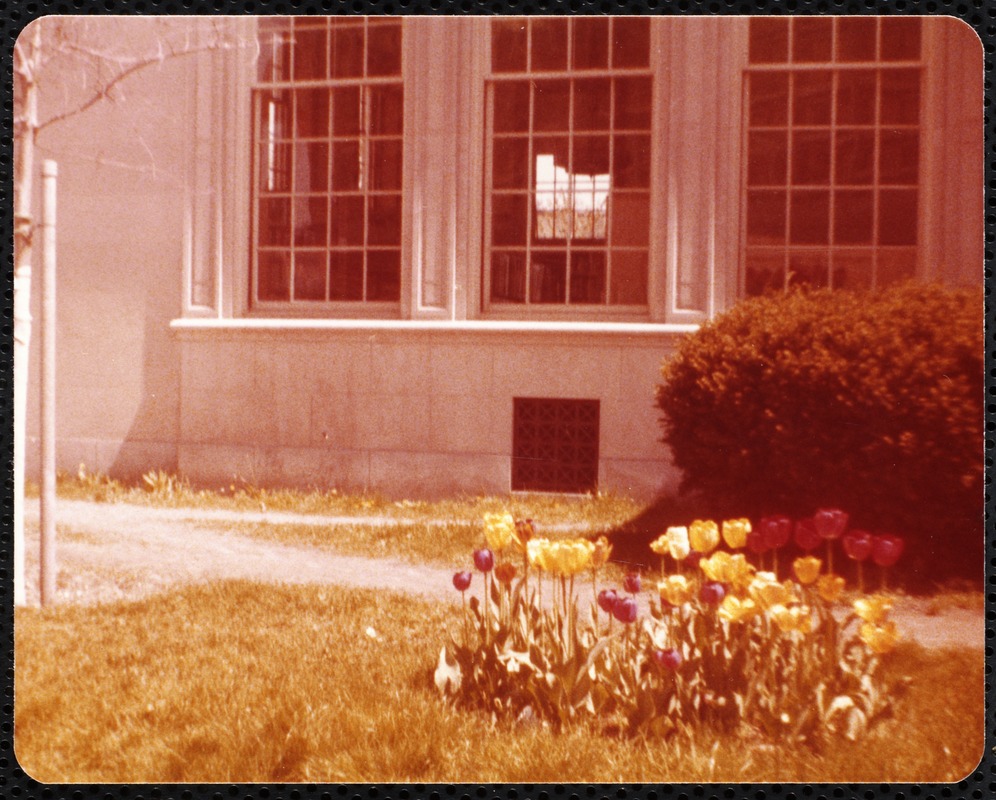Newton Free Library, Newton, MA. Staff & trustees. Tulips outside Centre St.