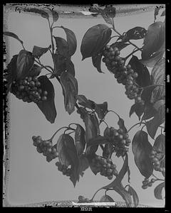 Cornus amomum, fruit