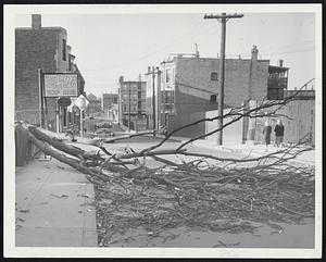 Victim Of The Wind – A tree down in Yeoman street, Roxbury, bowled over by yesterday’s high winds which whipped the Boston area and caused minor damage at several places.