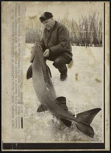 Biggest of Season - Bill Neabling, 54, of Neenah, speared the season's biggest sturgeon on Lake Winnebago between Waverly Beach and Payne's Point Saturday. Fish is 70 inches, 106 pounds.