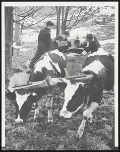 Sap's Running - Boys empty maple syrup buckets on the Paul Dana farm at Weathersfield Bow, Vt., as the sunny days and snappy nights of March start the sap running. Boys (left to right) are Alden Dana, 14, and his twin brothers, Donald an Ronald, 12. Motive power for the sledge with its heavy collecting tanks is supplied by a yoke of young Holstein oxen.
