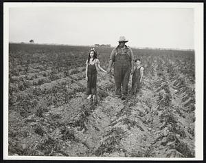 Long Island's Worst Drought Ruins Crops. Long Island's worst drought in many years has completely ruined crops of the season's first plantings. Many farmers are plowing their fields under in hope that rain will fall in time for a second planting. Joseph J. Rhodes, New Hyde Park, L. I., farmer is shown July 25, with his two children, Marilyn and John, looking over their parched potato field, part of the 240-acre farm which Rhodes operates.