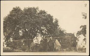 Elm tree between the Peak House and Fred M. Smith's house