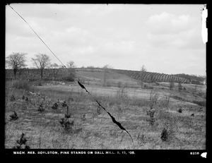 Wachusett Reservoir, pine stands on Ball Hill, Boylston, Mass., May 13, 1908