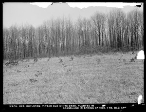 Wachusett Reservoir, 7-year-old white oaks planted in grassland, in spring of 1903; 1 year old, Boylston, Mass., Apr. 1, 1909