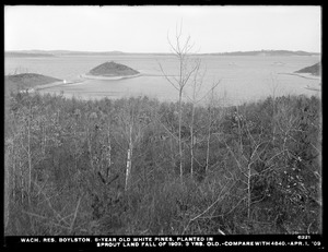 Wachusett Reservoir, 8-year-old white pines planted in sprout land, in fall of 1903; 3 years old (compare with No. 4840), Boylston, Mass., Apr. 1, 1909