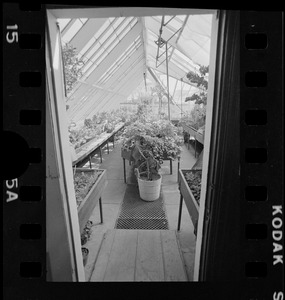 View inside greenhouse at Hammersmith Farm, the Auchincloss estate in Newport, R.I.