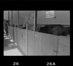 Horses in a stable at Hammersmith Farm, the Auchincloss estate in Newport, RI
