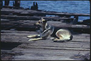 Dog on pier