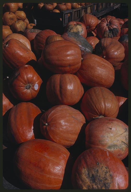 Close view of pile of pumpkins