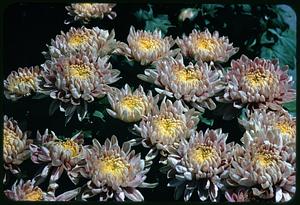 View of chrysanthemums