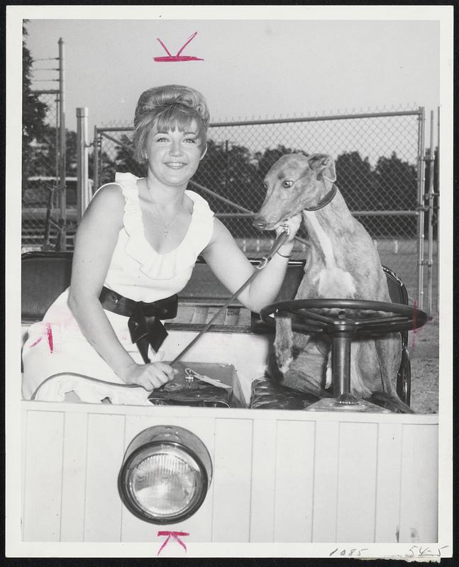 In Drivers Seat Pensacola Porter, a greyhound owned by Ray Mullaney, sits in cart with owner's daughter Susan prior to schooling races at Taunton Dog Track, which opens its fall meet on Aug. 28th.