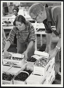 Work in Hand. Getting the story first hand, reporter Judy Jenner boxes cherries under supervision at a migrant labor camp on Cherry Ridge Farm, Greenport, N.Y. She found the work and life of the transient laborers "hard and depressing," While the men pick the cherries out in the orchards, often working a 12-hour day, the woman work in this warehouse, sorting the fruit on a conveyor belt and packing it into boxes and shipping containers.