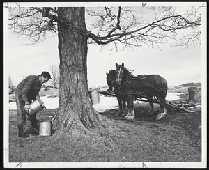 Maple Sugaring in Montpelier, the sap is collected from the trees and taken to the sugar house where it is then boiled down to make the justly famous Vermont Maple  syrup.