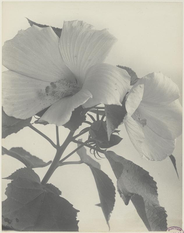 201. Hibiscus moscheutos, swamp rose mallow