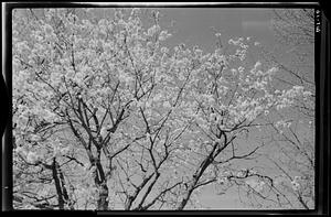 Spring at the Wayside Inn, Sudbury