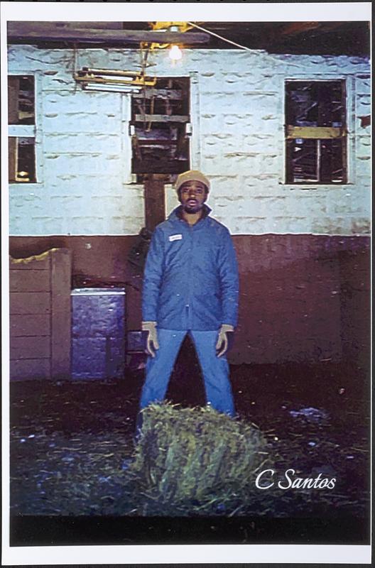 Barn manager Charles Jackson in front of barn giving horses hay