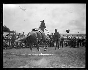A man being thrown off a horse