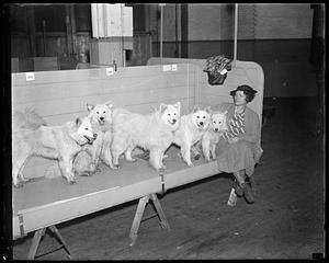 A woman sitting next to five dogs