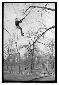 Tree maintenance, Boston Common