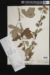 Nabalus trifoliolatus