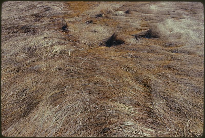 North River Marshes, Scituate Mass.