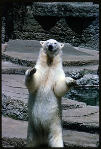 Polar bear standing on its hind legs, San Francisco Zoo