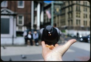 Pigeon eating from person's hand near street, Boston Common