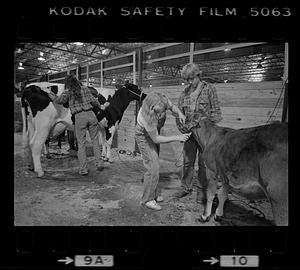 Caring for cows at Eastern States Exposition, Springfield