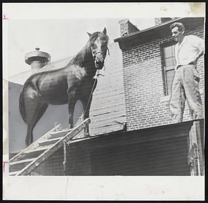 Resourceful Nag is Old Smokey, owned by Dan Burns of New Hartford, Conn. With Farmington River rising last Friday, Burns turned horse loose fearing it might be trapped. Incredibly, Old Smokey survived heavy flood waters and was found alive atop this roof about a mile from its home.