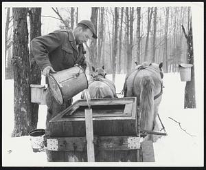 "Molly" + "Dolly" stand by as Earl Barr - 36 of South Woodstock pours maple sap into his gathering tank.