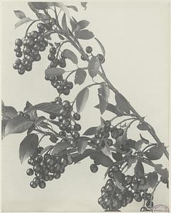 73. Prunus virginiana, fruit of choke-cherry