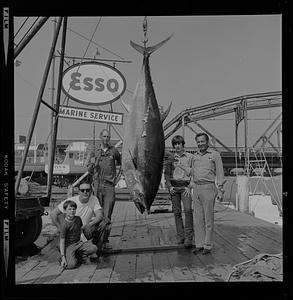 Record tuna fish weighing 881 lbs