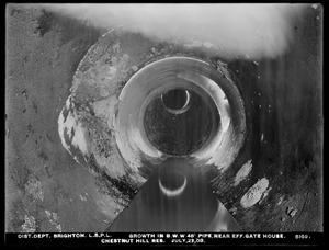 Distribution Department, Low Service Pipe Lines, Chestnut Hill Reservoir, growth in Boston Water Works 48-inch pipe near Effluent Gatehouse, Brighton, Mass., Jul. 23, 1903