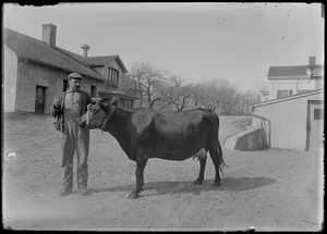 7 Gates - cow near main barn