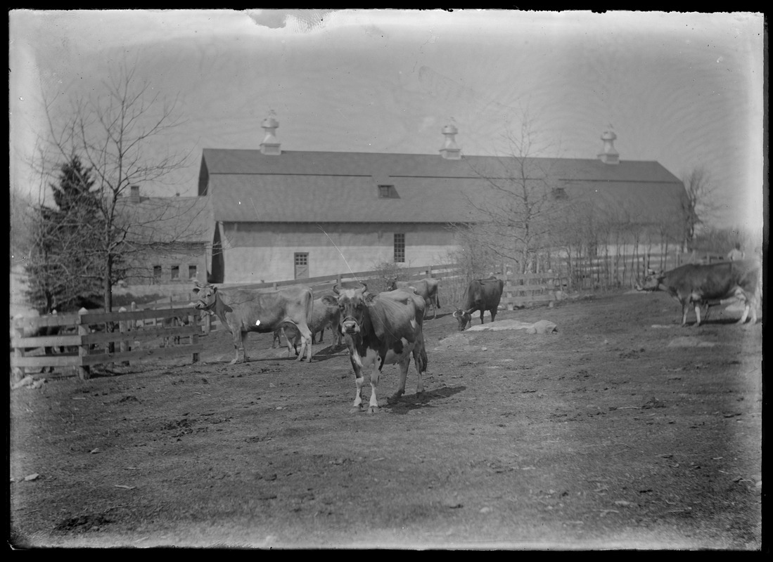 7 Gates - main barn & cows