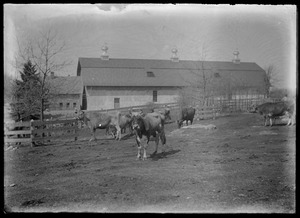 7 Gates - main barn & cows