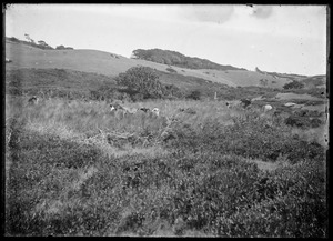 Cows in field - Seven Gates